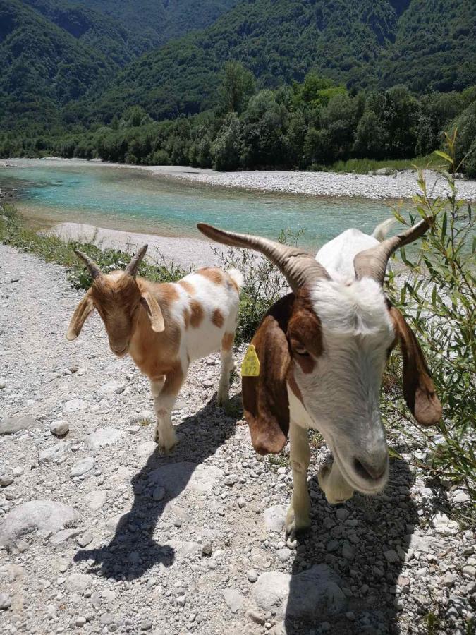 Apartma Kaan Zaga Bagian luar foto
